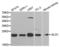 Glyoxalase I antibody, LS-C331773, Lifespan Biosciences, Western Blot image 