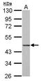 Basic Leucine Zipper And W2 Domains 2 antibody, GTX106985, GeneTex, Western Blot image 