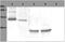 Spleen Associated Tyrosine Kinase antibody, M00490, Boster Biological Technology, Western Blot image 