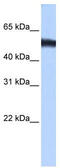 Zinc Finger Protein 486 antibody, TA339903, Origene, Western Blot image 