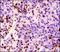 Methyl-CpG Binding Protein 2 antibody, NB100-56326, Novus Biologicals, Immunohistochemistry paraffin image 