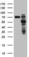 Matrix metalloproteinase-3 antibody, CF806872, Origene, Western Blot image 