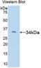 Tissue Factor Pathway Inhibitor antibody, LS-C305170, Lifespan Biosciences, Western Blot image 