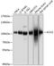 Aconitase 2 antibody, 19-131, ProSci, Western Blot image 