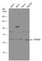 Potassium Voltage-Gated Channel Modifier Subfamily V Member 2 antibody, GTX131149, GeneTex, Western Blot image 