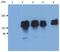 Inositol Polyphosphate-5-Phosphatase D antibody, GTX79893, GeneTex, Western Blot image 