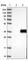 AlkB Homolog 3, Alpha-Ketoglutaratedependent Dioxygenase antibody, HPA009674, Atlas Antibodies, Western Blot image 