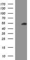 RUN Domain Containing 3A antibody, TA506769AM, Origene, Western Blot image 