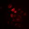 Intelectin 1 antibody, orb378142, Biorbyt, Immunofluorescence image 