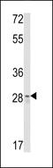 CUE Domain Containing 2 antibody, MBS9209399, MyBioSource, Western Blot image 