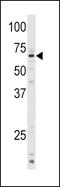 Cytochrome P450 Family 1 Subfamily A Member 1 antibody, 63-321, ProSci, Western Blot image 