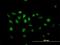 Nuclear Factor I X antibody, H00004784-B01P, Novus Biologicals, Immunocytochemistry image 