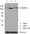 Nuclear Factor Of Activated T Cells 3 antibody, 690602, BioLegend, Western Blot image 