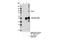 Potassium Voltage-Gated Channel Subfamily Q Member 2 antibody, 14752S, Cell Signaling Technology, Immunoprecipitation image 
