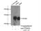 Structural Maintenance Of Chromosomes 6 antibody, 14465-1-AP, Proteintech Group, Immunoprecipitation image 
