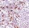 TNF Receptor Associated Factor 1 antibody, MA5-15043, Invitrogen Antibodies, Immunohistochemistry frozen image 