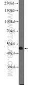Leucine Rich Repeat Containing 52 antibody, 25584-1-AP, Proteintech Group, Western Blot image 