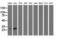 Glutathione S-Transferase Theta 2 (Gene/Pseudogene) antibody, LS-C115773, Lifespan Biosciences, Western Blot image 