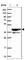 SH3 Domain Containing GRB2 Like 3, Endophilin A3 antibody, HPA039381, Atlas Antibodies, Western Blot image 