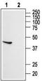 Somatostatin Receptor 5 antibody, TA329052, Origene, Western Blot image 