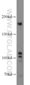 Testis Expressed 14, Intercellular Bridge Forming Factor antibody, 18351-1-AP, Proteintech Group, Western Blot image 