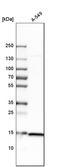 40S ribosomal protein S20 antibody, HPA003570, Atlas Antibodies, Western Blot image 