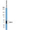 C-Type Lectin Domain Family 1 Member B antibody, AF1718, R&D Systems, Western Blot image 