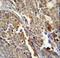 Aldehyde Dehydrogenase 3 Family Member A2 antibody, LS-C156261, Lifespan Biosciences, Immunohistochemistry frozen image 