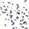 OATP-C antibody, LS-C336294, Lifespan Biosciences, Immunocytochemistry image 