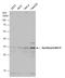 Apolipoprotein D antibody, GTX101306, GeneTex, Western Blot image 