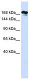 Remodeling And Spacing Factor 1 antibody, TA346784, Origene, Western Blot image 