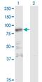 Zinc Finger Protein 287 antibody, MA5-22352, Invitrogen Antibodies, Western Blot image 