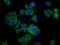 Odr-4 GPCR Localization Factor Homolog antibody, LS-C680976, Lifespan Biosciences, Immunofluorescence image 