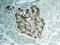 NK6 Homeobox 1 antibody, AF5857, R&D Systems, Immunohistochemistry frozen image 