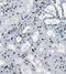 General Transcription Factor IIH Subunit 5 antibody, FNab03715, FineTest, Immunohistochemistry frozen image 