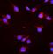 Heat Shock Protein Family A (Hsp70) Member 8 antibody, PA1816, Boster Biological Technology, Immunofluorescence image 