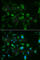 Toll Like Receptor 8 antibody, A1489, ABclonal Technology, Immunofluorescence image 