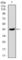 Serpin Family E Member 1 antibody, abx012034, Abbexa, Western Blot image 