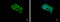 Ribosomal Protein L4 antibody, GTX112184, GeneTex, Immunofluorescence image 