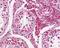 Adhesion G Protein-Coupled Receptor G2 antibody, PA1-32497, Invitrogen Antibodies, Immunohistochemistry frozen image 