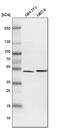 Coenzyme Q8B antibody, PA5-55566, Invitrogen Antibodies, Western Blot image 