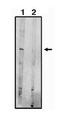 Sphingosine-1-Phosphate Receptor 5 antibody, orb108703, Biorbyt, Western Blot image 