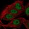 Family With Sequence Similarity 81 Member A antibody, NBP2-56437, Novus Biologicals, Immunofluorescence image 