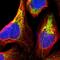 Mitochondrial Ribosomal Protein S22 antibody, PA5-52249, Invitrogen Antibodies, Immunofluorescence image 
