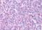 G Protein-Coupled Receptor 88 antibody, orb85479, Biorbyt, Immunohistochemistry paraffin image 