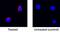 Interferon Gamma antibody, AF-585-NA, R&D Systems, Immunofluorescence image 