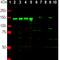 Neurofilament Medium antibody, M06821-3, Boster Biological Technology, Western Blot image 