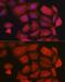 Guanidinoacetate N-Methyltransferase antibody, GTX33215, GeneTex, Immunocytochemistry image 