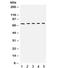 High molecular weight kininogen antibody, R31794, NSJ Bioreagents, Western Blot image 