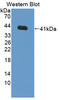 Farnesyltransferase, CAAX Box, Alpha antibody, LS-C688766, Lifespan Biosciences, Western Blot image 